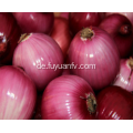 Organische frische rote Zwiebel des Großverkaufs